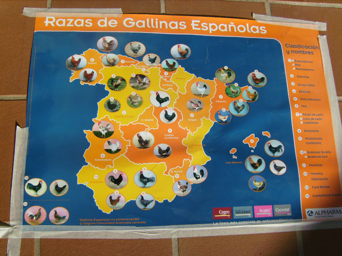 Noi  ne  laudam  cu  porumbeii  si  ei   cu  gainile - expo Sariniena-Huesca  alte rase