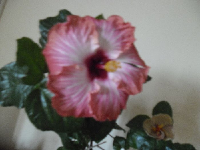 Charoid's of Fire - Hibiscus 2013-3