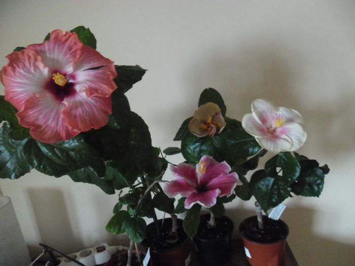 hibiscus grup( i-am descoperit abia la amiaza) - Hibiscus 2013-3