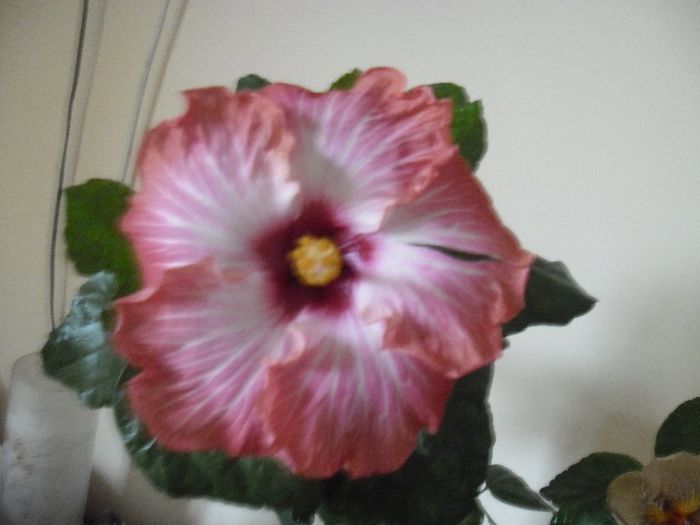 Chariod's of Fire - Hibiscus 2013-3