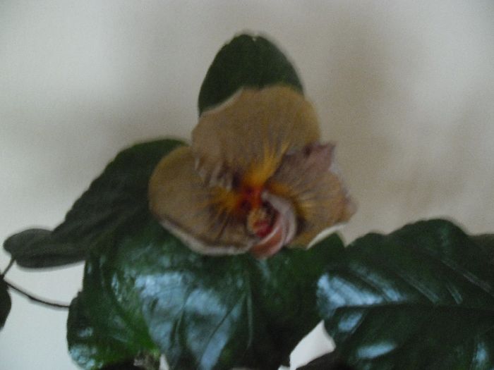 Black Jack - Hibiscus 2013-3