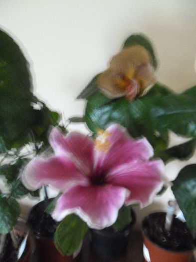 Purple Majestic - Hibiscus 2013-3