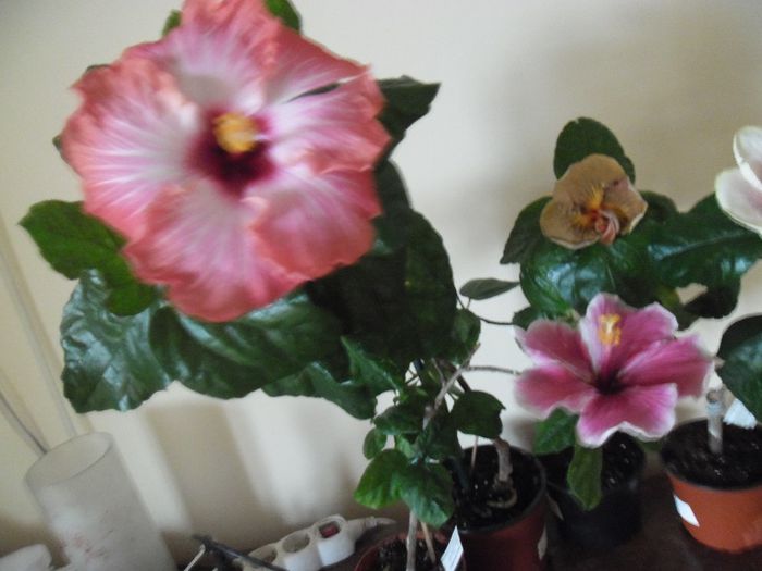 hibiscus grup - Hibiscus 2013-3