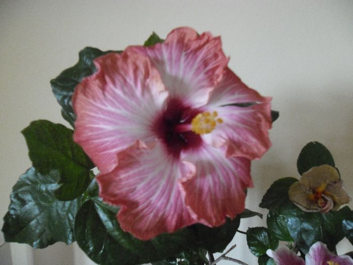 Chariod's of Fire - Hibiscus 2013-3