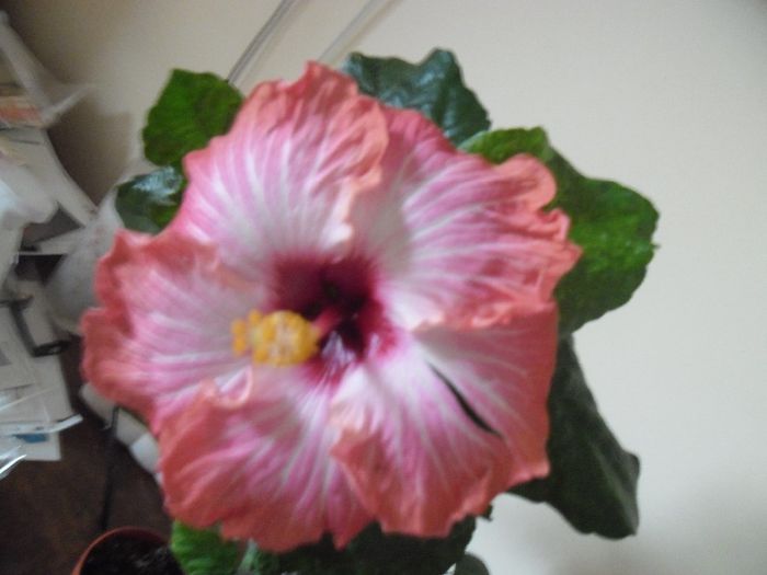 Chariod's of Fire - Hibiscus 2013-3