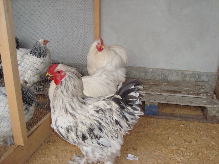 DSC03688 - De vanzare 2