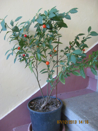 Solanum pseudocapsicum...... - 3 ARBUSTI FRUCTIFERI SI ORNAMENTALI