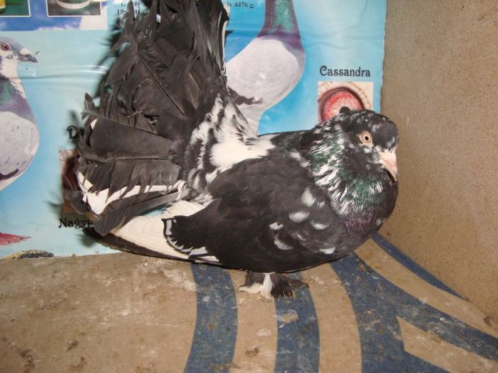 roleri 008 - roleri cluj de vanzare total