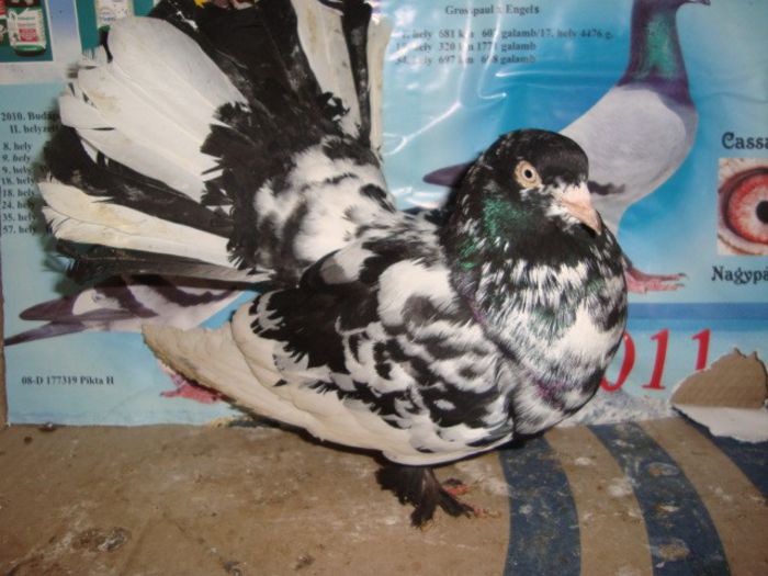  - roleri cluj de vanzare total