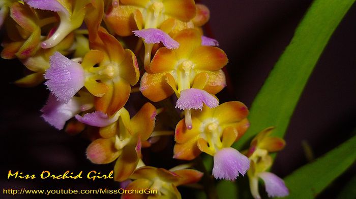 Rhynchorides Bangkok Sunset; Achizitie - August 2013
