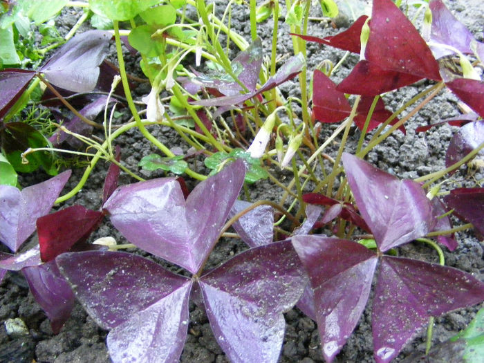 1.Zona busuioci - Oxalis3