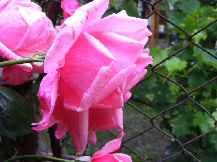 1.Zona busuioci - Trandafir roz