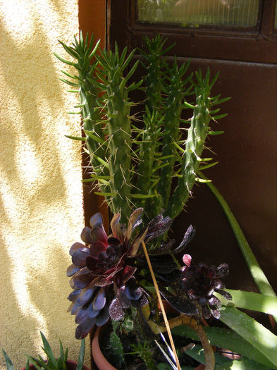 2.Cactusi de umbra - Australocilindropuntia subulata