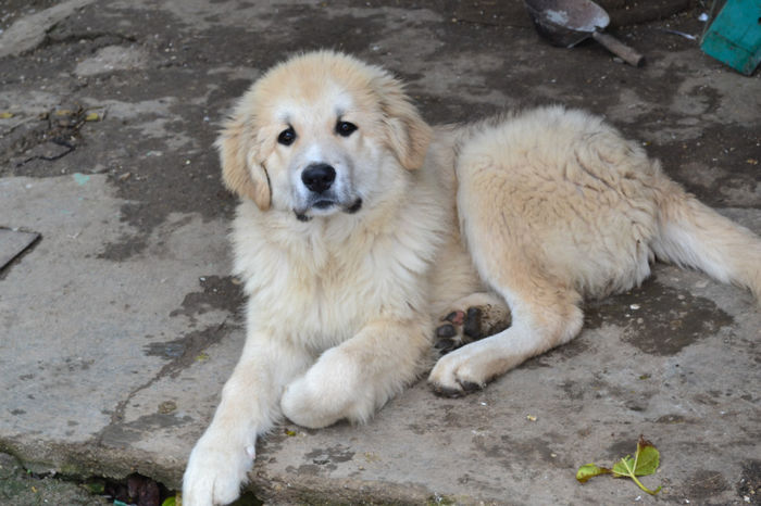 DSC_0061 - paza la curte