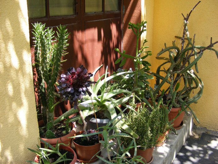 2.Cactusi de umbra - Perspectiva2