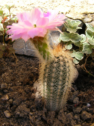 2.Cactusi hard27