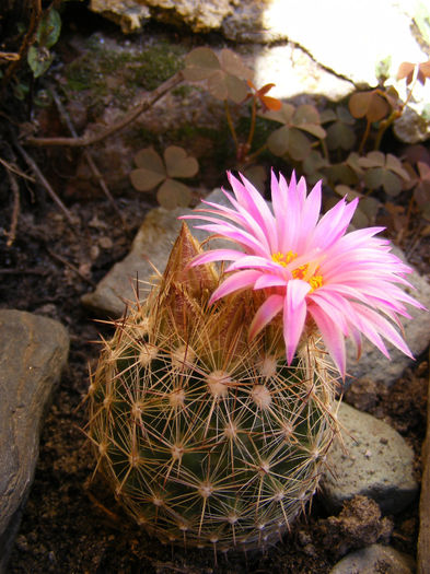 2.Cactusi hard - Escobaria vivipara1