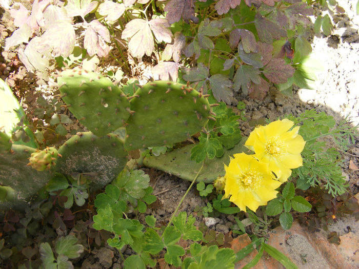 2.Cactusi hard - Opuntia galben11