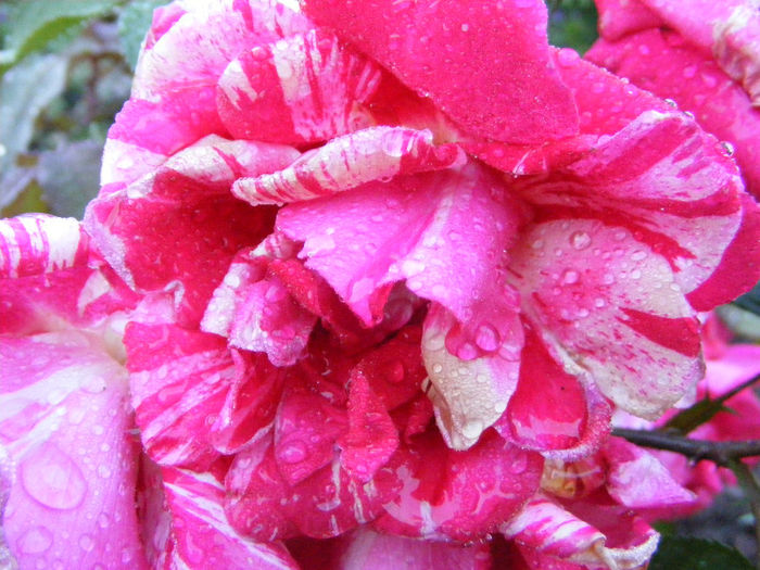 7.Gradina - Trandafir bicolor2