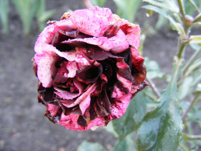 7.Gradina - Trandafir bicolor3