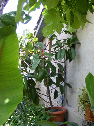 8.Cabana - Ficus