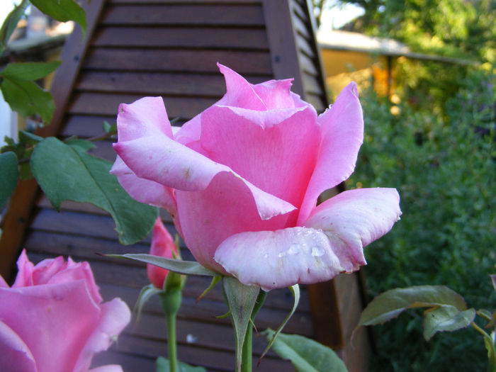 8.Cabana - Trandafir roz4