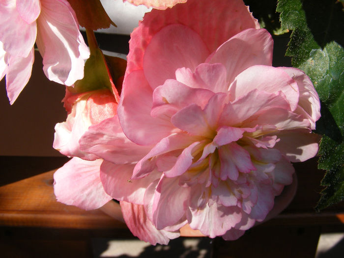 7.Begonia roz5 - 7-iulie