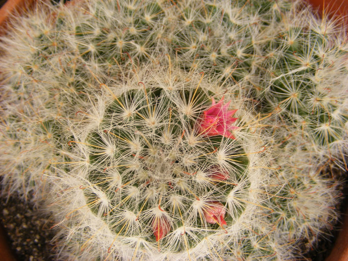 7.Cactusi4 - 7-iulie