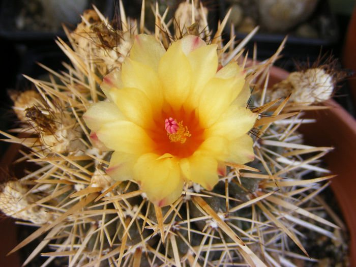 7.Cactusi9 - 7-iulie