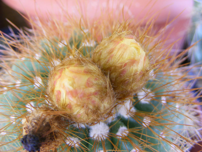 7.Cactusi12