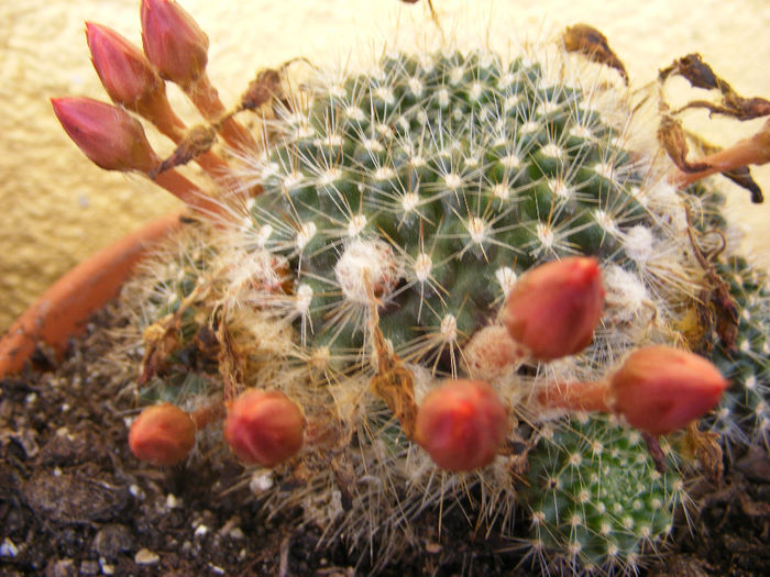 7.Cactusi15