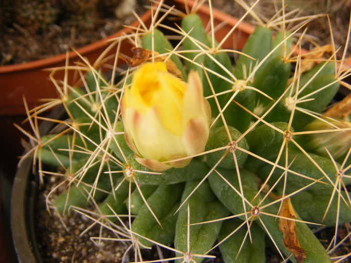 7.Cactusi17