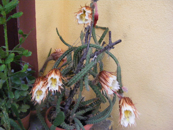 7.Cactusi - Selenicereus1