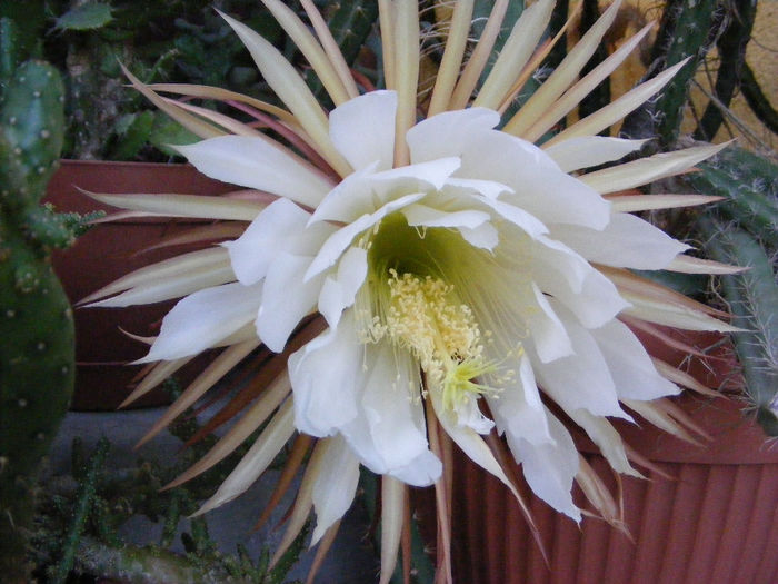 7.Cactusi - Selenicereus9