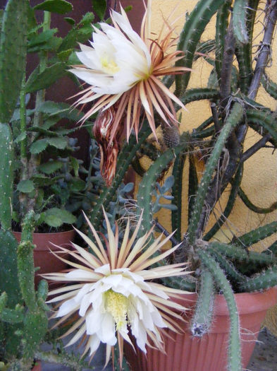 7.Cactusi - Selenicereus14