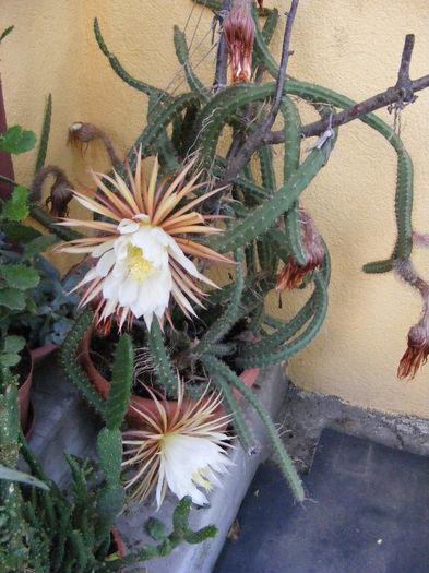 7.Cactusi - Selenicereus16