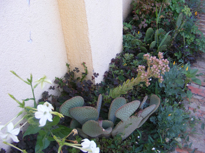 7.Cactusi hard1