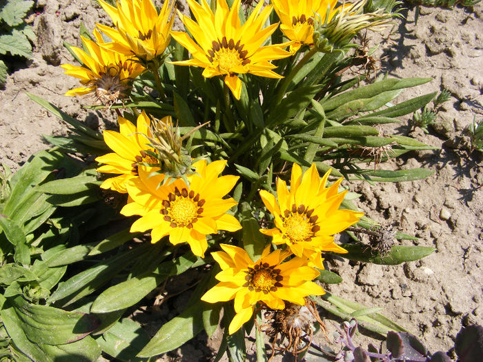 7.Gazania6 - 7-iulie