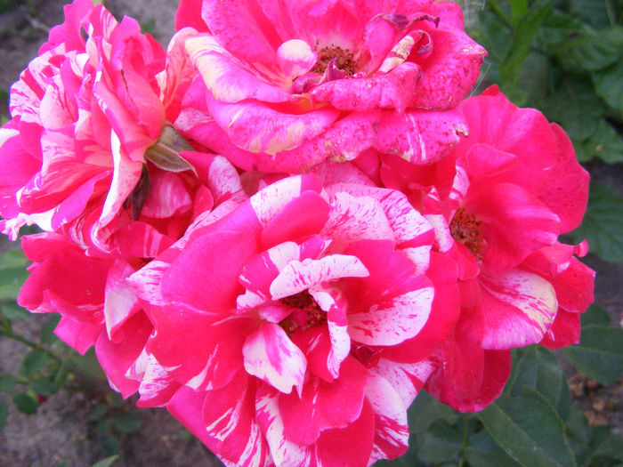 7.Trandafir bicolor2