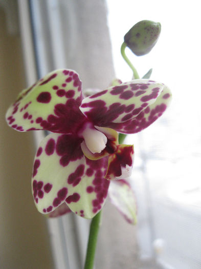 IMG_3294 - orhidee 2012-2013