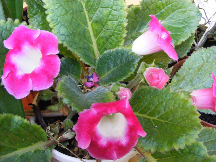 8.Gloxinia1