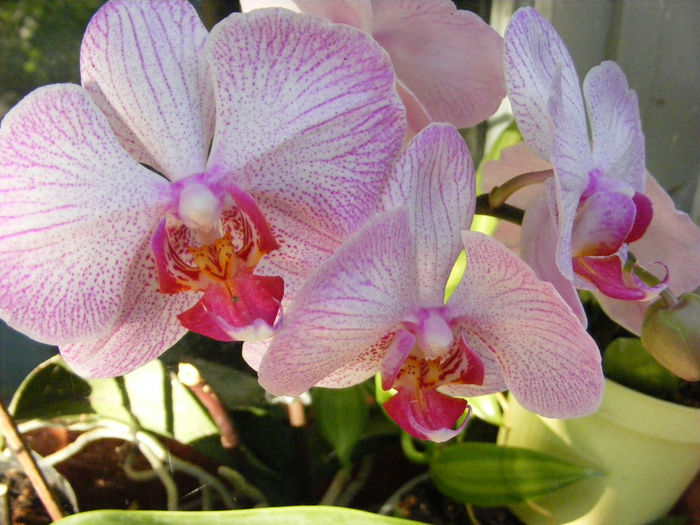 8.Orchidee6