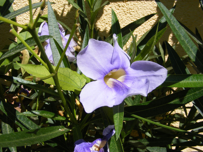 8.Thunbergia grandiflora3 - 8-august