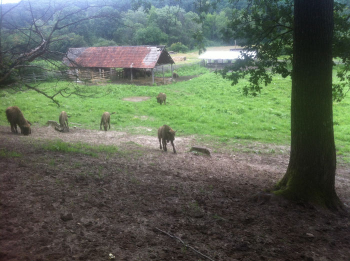 iphone 27.11.2013 020 - rezervatia de zimbri hateg