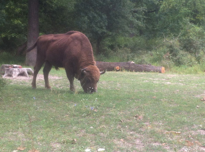 iphone 27.11.2013 053 - rezervatia de zimbri neagra