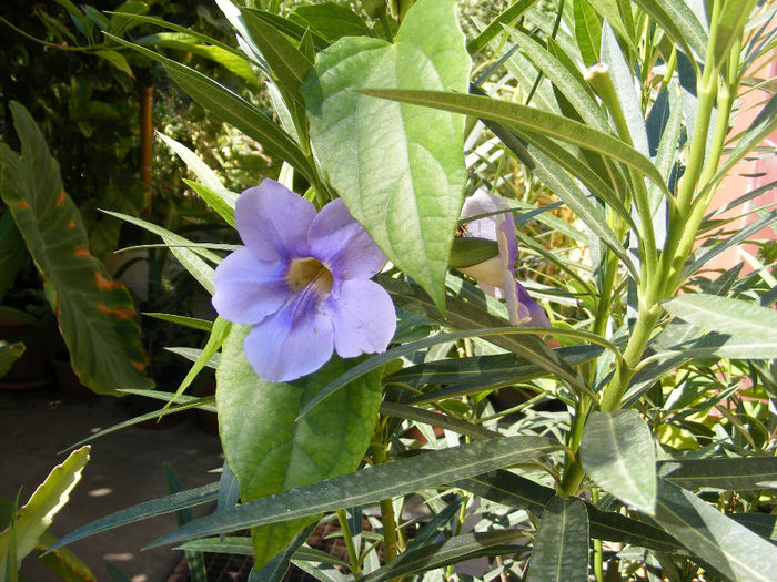 9.Thunbergia grandiflora - 9-septembrie