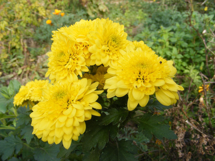 Crizanteme6 - 10-11-octombrie-noiembrie