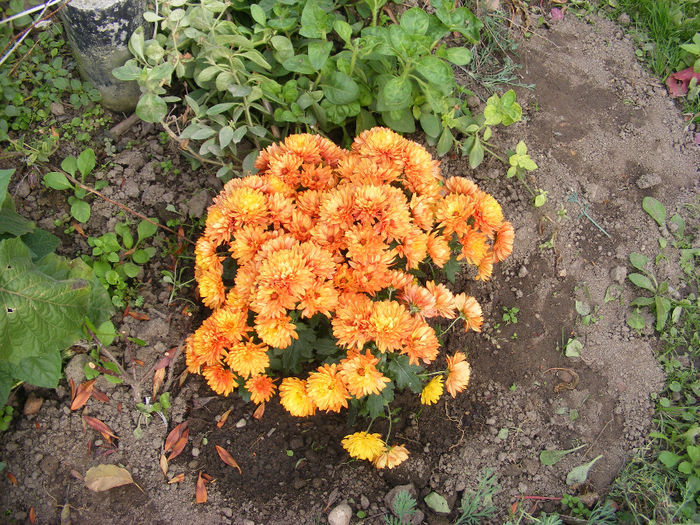 Crizanteme8