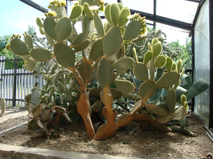 Opuntia scheerii .A.C. Weber  1898