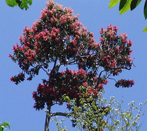 Triplaris Cumingiana